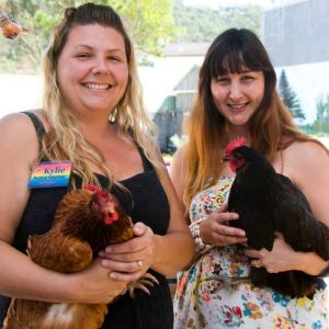 chook girls chook girls