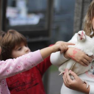 chook kids chook kids